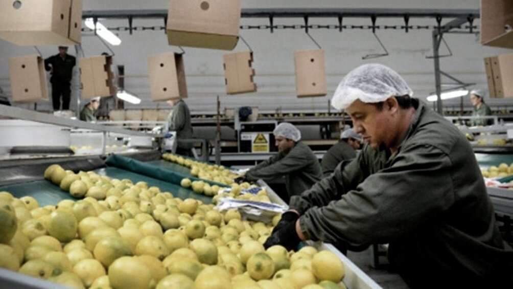 limones productores campo producción exportación exportaciones