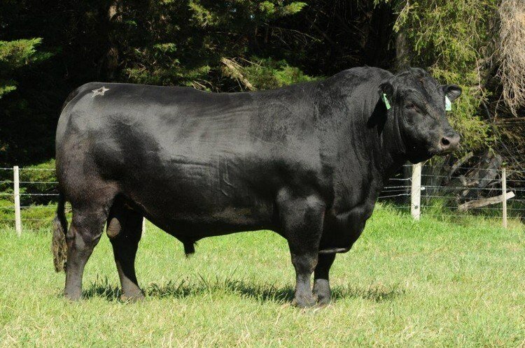 Angus vaca bovina ganado vacuno