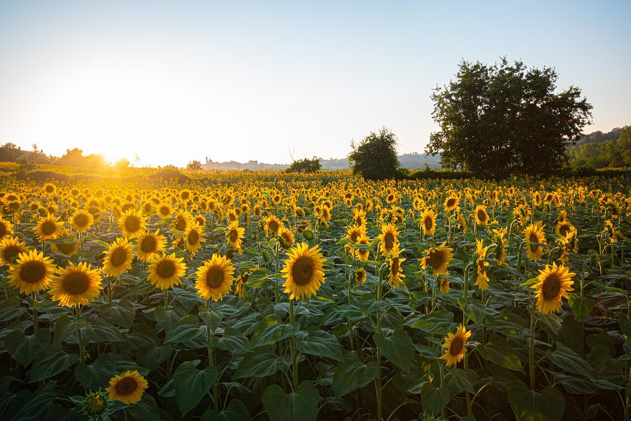 girasol girasoles